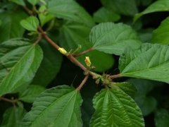 Triumfetta rhomboidea