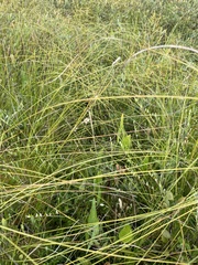 Carex lasiocarpa