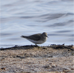 Calidris temminckii