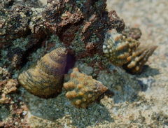 Echinolittorina tuberculata