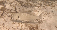 Umbrina cirrosa