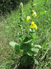Verbascum