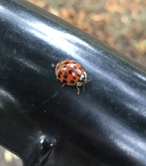 Harmonia axyridis