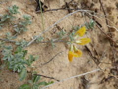 Lotus creticus