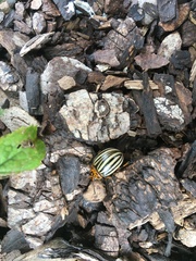 Leptinotarsa decemlineata