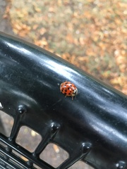 Harmonia axyridis