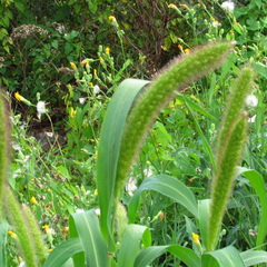 Setaria pumila