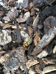 Leptinotarsa decemlineata