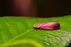 Cicadellidae