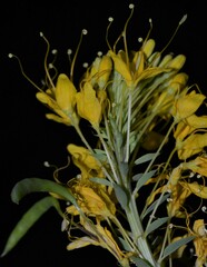 Cleomella lutea
