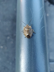Chlorochroa pinicola