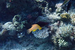 Bodianus mesothorax