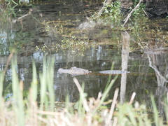 Alligator mississippiensis