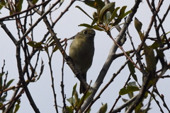 Vireo huttoni