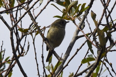 Vireo huttoni