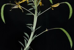 Cleomella lutea