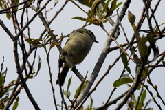 Vireo huttoni