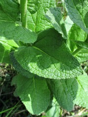 Verbascum