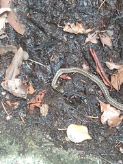 Thamnophis elegans