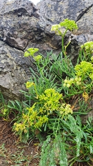 Crithmum maritimum