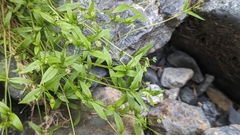 Stellaria crispa