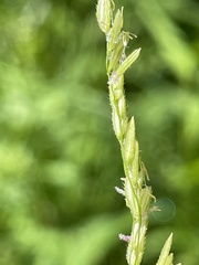 Leersia oryzoides