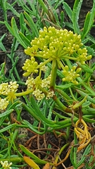 Crithmum maritimum