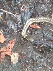 Thamnophis elegans