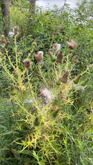 Cirsium vulgare