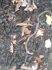 Thamnophis elegans