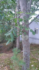 Fraxinus americana