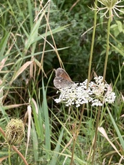 Coenonympha california