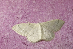 Idaea straminata
