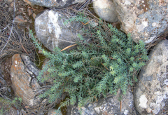 Thesium linophyllon