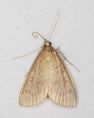 Framinghamia helvalis