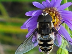 Eristalis dimidiata