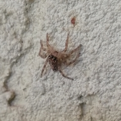 Salticidae