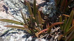 Brassavola nodosa