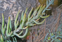 Thesium linophyllon
