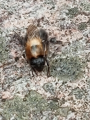 Bombus
