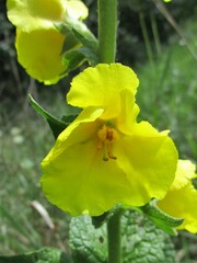 Verbascum