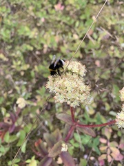 Bombus terrestris