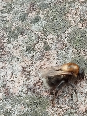 Bombus
