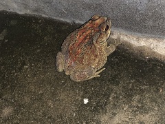 Duttaphrynus melanostictus