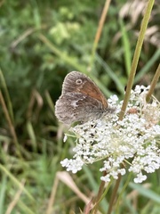 Coenonympha california