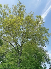 Platanus