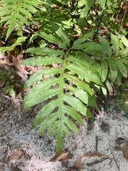 Woodwardia areolata