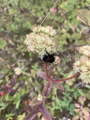 Bombus terrestris