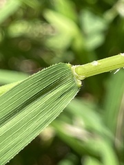Leersia oryzoides