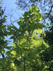 Catalpa